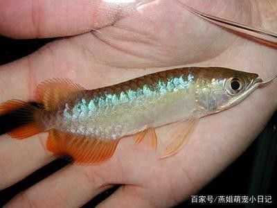 龍魚的喂食時間定在什么時候