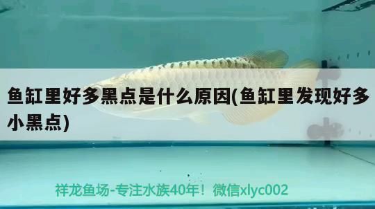 魚缸里好多黑點是什么原因(魚缸里發現好多小黑點) 魚缸里好多黑點是什么原因(魚缸里發現好多小黑點) 九鼎魚缸