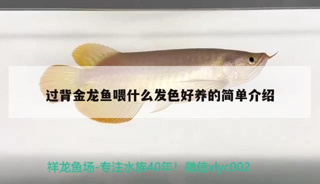 過背金龍魚喂什么發(fā)色好養(yǎng)的簡單介紹