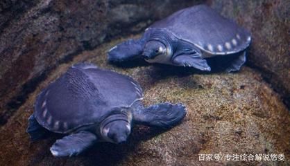 豬鼻龜好養嗎?體質好嗎圖片:關于豬鼻龜的飼養方法 豬鼻龜百科 第3張 豬鼻龜好養嗎?體質好嗎圖片:關于豬鼻龜的飼養方法 豬鼻龜好養嗎?體質好嗎圖片:關于豬鼻龜的飼養方法 豬鼻龜百科 第3張
