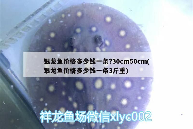 銀龍魚價(jià)格多少錢一條?30cm50cm(銀龍魚價(jià)格多少錢一條3斤重)