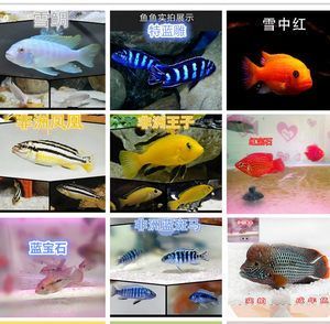 非洲觀賞魚進口價格（非洲觀賞魚的進口價格） 非洲觀賞魚進口價格（非洲觀賞魚的進口價格） 錦鯉魚百科 第1張