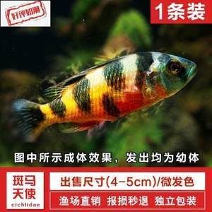 非洲觀賞魚進口價格（非洲觀賞魚的進口價格） 非洲觀賞魚進口價格（非洲觀賞魚的進口價格） 錦鯉魚百科 第4張