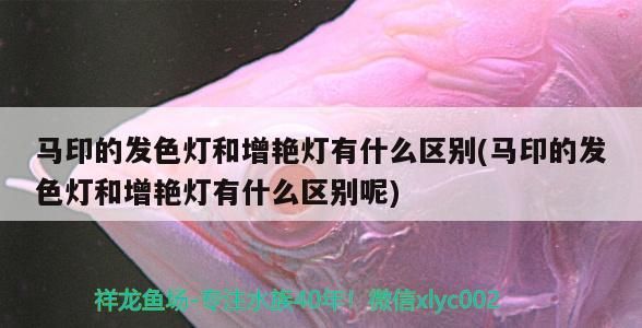 馬印的發色燈和增艷燈有什么區別(馬印的發色燈和增艷燈有什么區別呢)