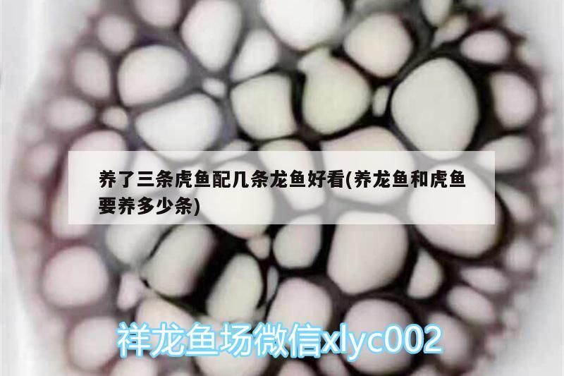 魚缸 養了三條虎魚配幾條龍魚好看(養龍魚和虎魚要養多少條) 虎魚百科 養了三條虎魚配幾條龍魚好看(養龍魚和虎魚要養多少條) 養了三條虎魚配幾條龍魚好看(養龍魚和虎魚要養多少條) 虎魚百科