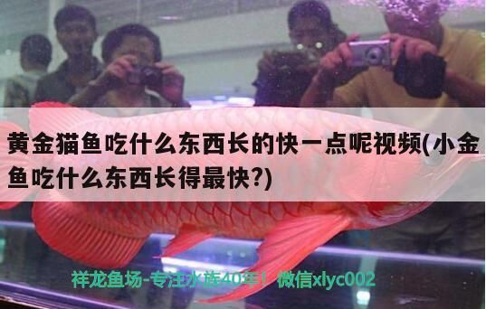 詳細(xì)閱讀:黃金貓魚吃什么東西長(zhǎng)的快一點(diǎn)呢視頻(小金魚吃什么東西長(zhǎng)得最快?) 黃金貓魚吃什么東西長(zhǎng)的快一點(diǎn)呢視頻(小金魚吃什么東西長(zhǎng)得最快?)