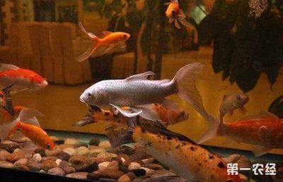 20條魚要多大魚缸