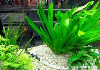 20條魚要多大魚缸