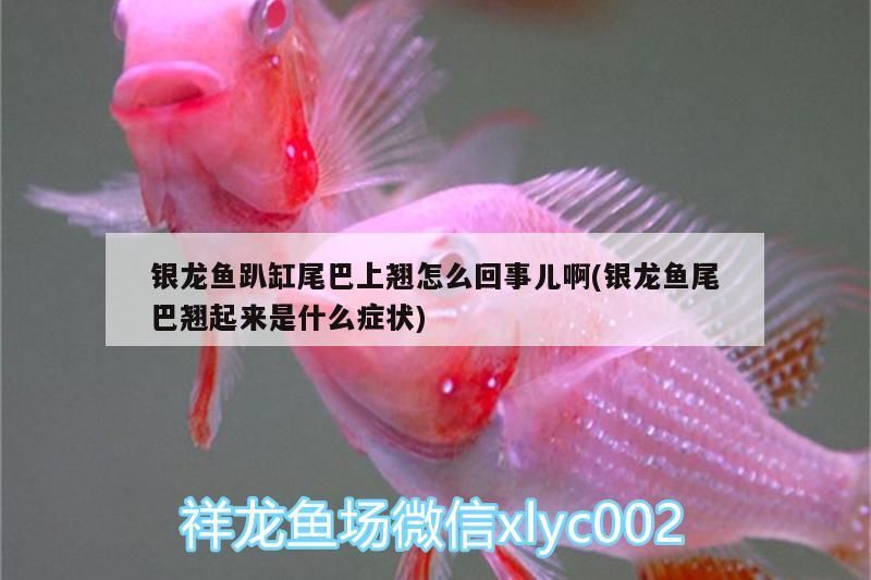 銀龍魚趴缸尾巴上翹怎么回事兒啊(銀龍魚尾巴翹起來是什么癥狀) 銀龍魚趴缸尾巴上翹怎么回事兒啊(銀龍魚尾巴翹起來是什么癥狀) 銀龍魚百科
