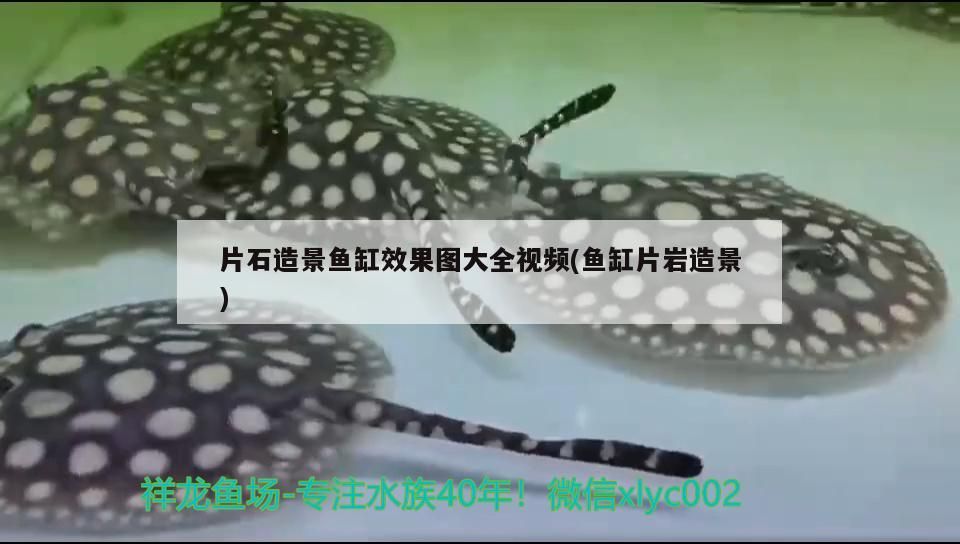 片石造景魚缸效果圖大全視頻(魚缸片巖造景) 片石造景魚缸效果圖大全視頻(魚缸片巖造景) iwish愛唯希品牌魚缸