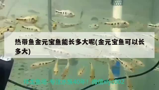 熱帶魚金元寶魚能長多大呢(金元寶魚可以長多大) 熱帶魚金元寶魚能長多大呢(金元寶魚可以長多大) 元寶鳳凰魚百科