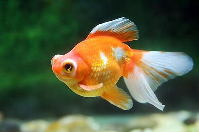 怎么做魚缸生態系統（怎么做魚缸生態系統設計）