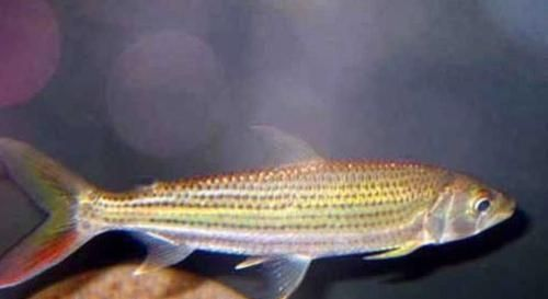 虎魚身上突然黑斑什么原因造成的：虎魚身上出現黑斑的原因可能有多種 虎魚身上突然黑斑什么原因造成的：虎魚身上出現黑斑的原因可能有多種 虎魚百科 第3張