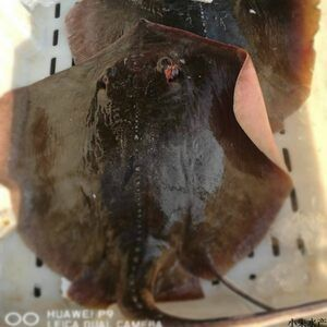 赤魟魚多少錢一斤：赤魟魚的價格是按照每斤的價格來計算的嗎？