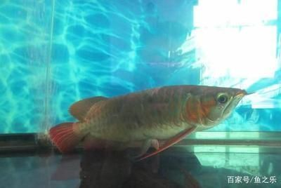龍魚立鱗會導致趴缸嗎為什么vs祥龍魚場：揭秘龍魚趴缸現象 龍魚立鱗會導致趴缸嗎為什么vs祥龍魚場：揭秘龍魚趴缸現象 vs祥龍魚場 第2張
