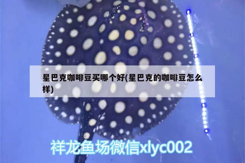 星巴克咖啡豆買(mǎi)哪個(gè)好(星巴克的咖啡豆怎么樣)