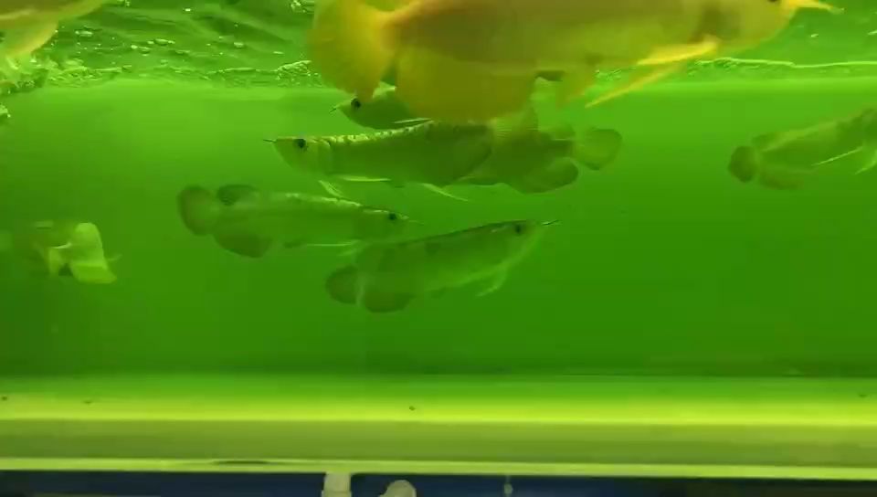 日常隨拍過背小魚 日常隨拍過背小魚 龍魚論壇