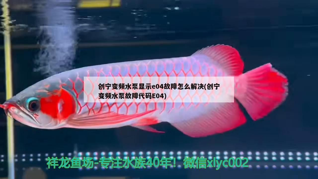 創寧變頻水泵顯示e04故障怎么解決(創寧變頻水泵故障代碼E04) 創寧變頻水泵顯示e04故障怎么解決(創寧變頻水泵故障代碼E04) 創寧水族