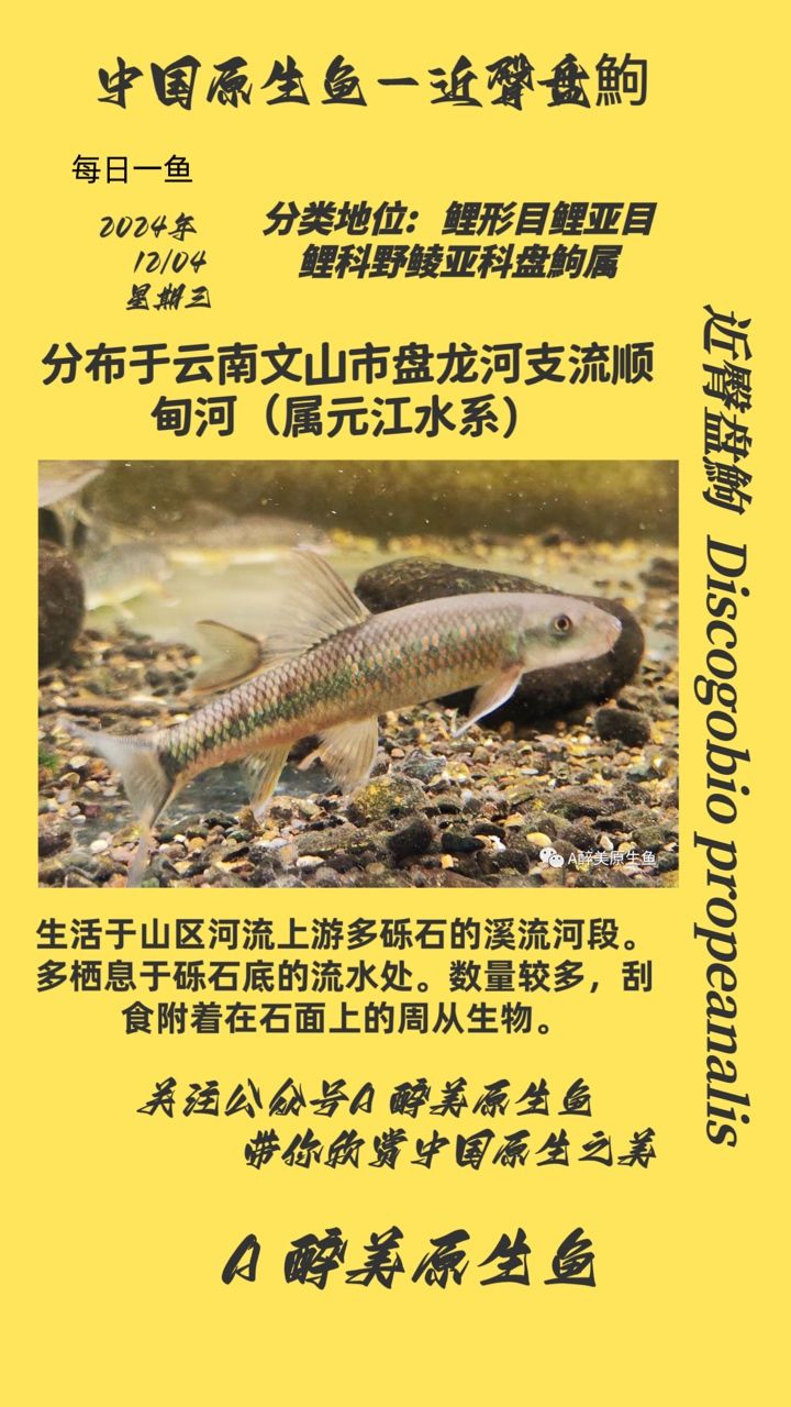 近臀盤鮈