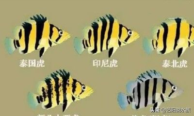 泰北虎和泰國虎哪個(gè)比較貴：泰北虎和泰國虎哪個(gè)貴