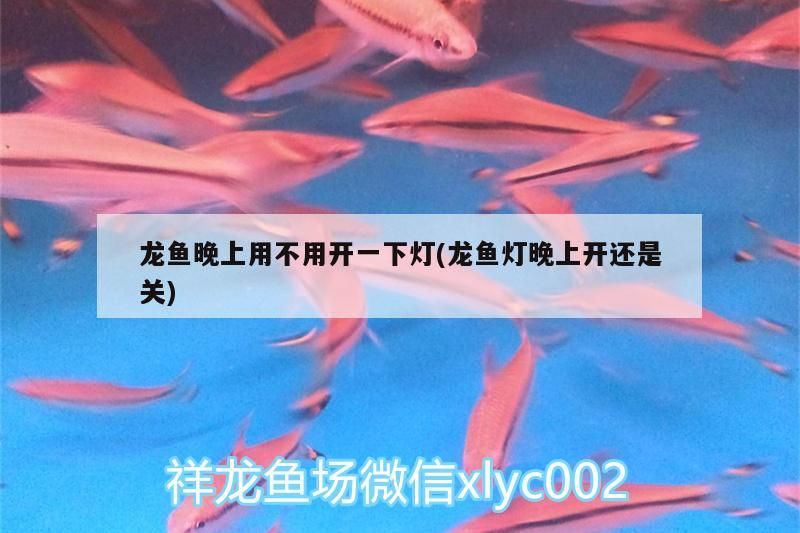 慈鯛魚繁殖需要躲避屋嗎，三湖慈鯛魚繁殖需要躲避屋嗎（慈鯛魚的繁殖需要躲避屋嗎）
