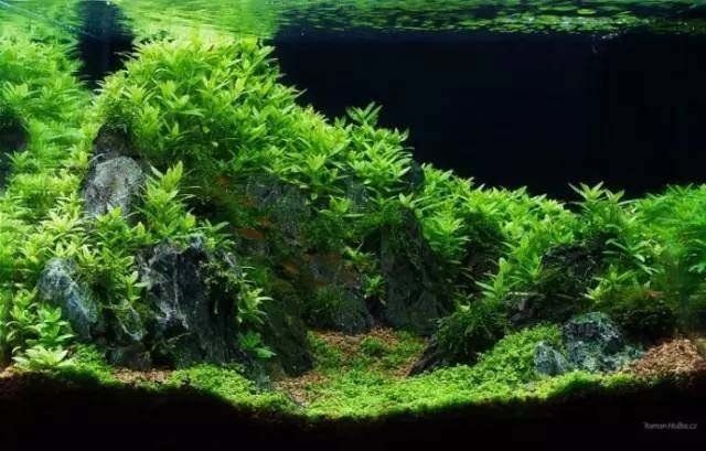 水族箱生物適宜環(huán)境設(shè)定,如何設(shè)定水族箱生物的適宜環(huán)境 虎魚(yú)百科 第4張 水族箱生物適宜環(huán)境設(shè)定,如何設(shè)定水族箱生物的適宜環(huán)境 水族箱生物適宜環(huán)境設(shè)定,如何設(shè)定水族箱生物的適宜環(huán)境 虎魚(yú)百科 第4張