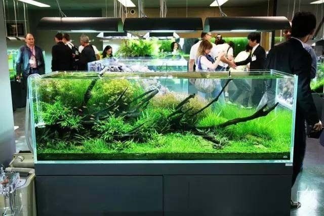 水族箱生物適宜環(huán)境設(shè)定,如何設(shè)定水族箱生物的適宜環(huán)境 虎魚(yú)百科 第5張 水族箱生物適宜環(huán)境設(shè)定,如何設(shè)定水族箱生物的適宜環(huán)境 水族箱生物適宜環(huán)境設(shè)定,如何設(shè)定水族箱生物的適宜環(huán)境 虎魚(yú)百科 第5張