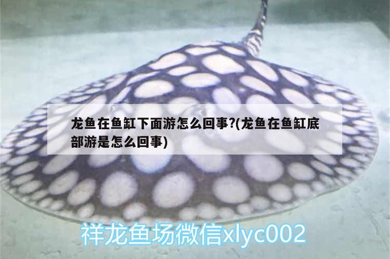 龍魚在魚缸下面游怎么回事?(龍魚在魚缸底部游是怎么回事)