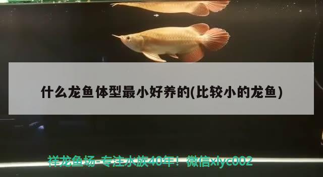 什么龍魚體型最小好養(yǎng)的(比較小的龍魚)