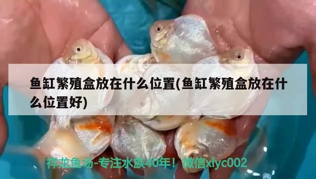 魚缸繁殖盒放在什么位置(魚缸繁殖盒放在什么位置好)