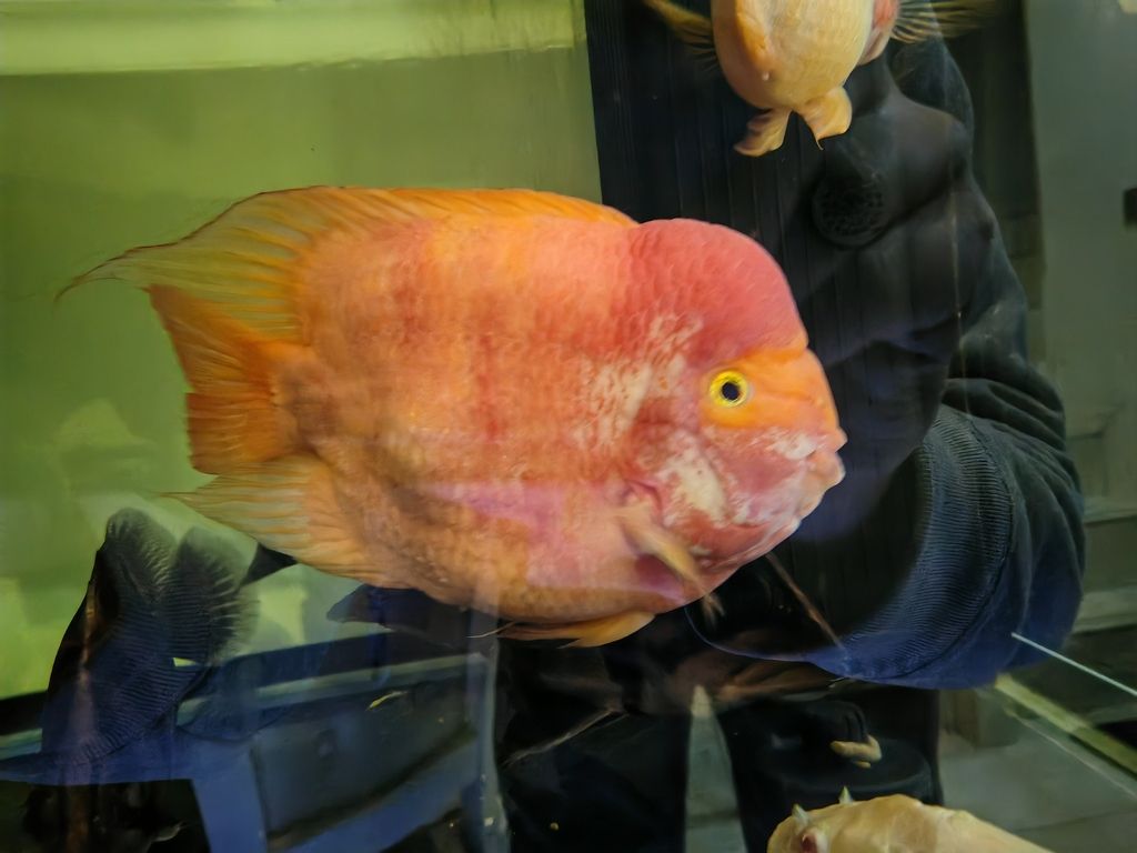龍魚感染怎么辦，魚感染通常由細菌、真菌、真菌或寄生蟲引起，龍魚感染需多長時間恢復