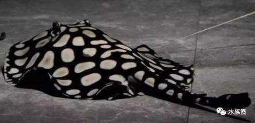 魟魚肚子什么顏色正常：魟魚的肚子顏色可以因種類、年齡、性別以及生活環境等因素不同