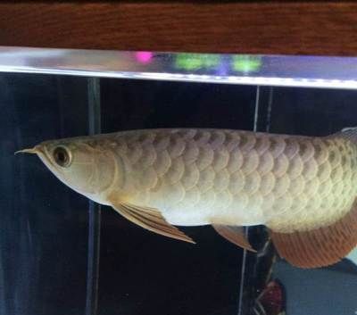 小金頭過背金龍魚圖片欣賞:小金頭過背金龍魚圖片欣賞詳情 金龍魚百科 第5張 小金頭過背金龍魚圖片欣賞:小金頭過背金龍魚圖片欣賞詳情 小金頭過背金龍魚圖片欣賞:小金頭過背金龍魚圖片欣賞詳情 金龍魚百科 第5張
