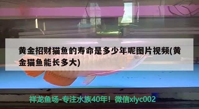 黃金招財(cái)貓魚的壽命是多少年呢圖片視頻(黃金貓魚能長多大)