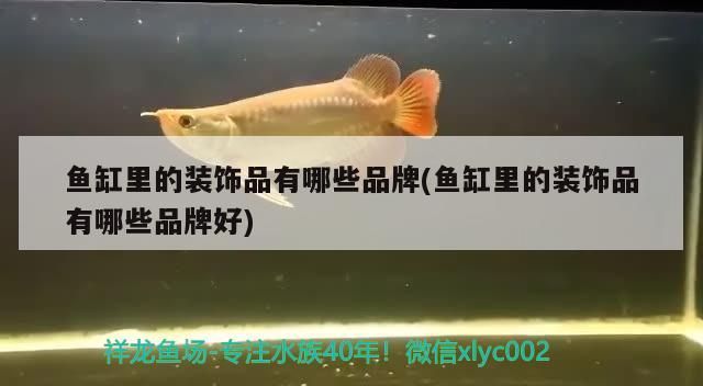 魚缸里的裝飾品有哪些品牌(魚缸里的裝飾品有哪些品牌好)