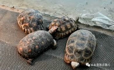 出售豬鼻龜犯法嗎？：買賣豬鼻龜犯法嗎