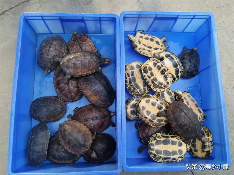 出售豬鼻龜犯法嗎？：買賣豬鼻龜犯法嗎