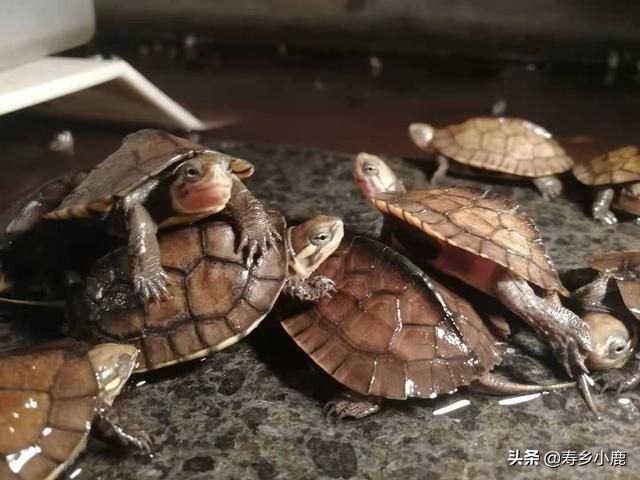 出售豬鼻龜犯法嗎？：買賣豬鼻龜犯法嗎
