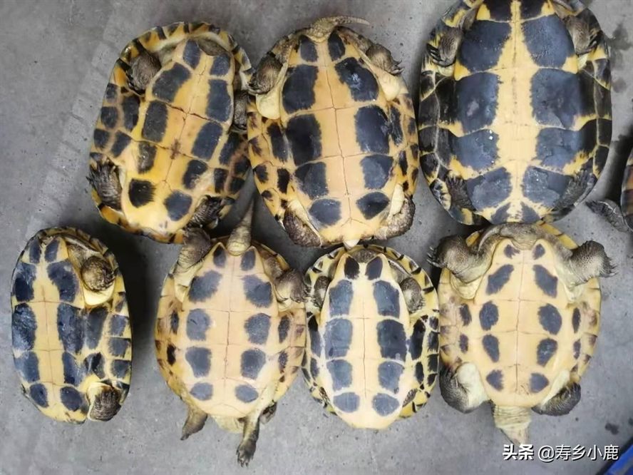 出售豬鼻龜犯法嗎？：買賣豬鼻龜犯法嗎