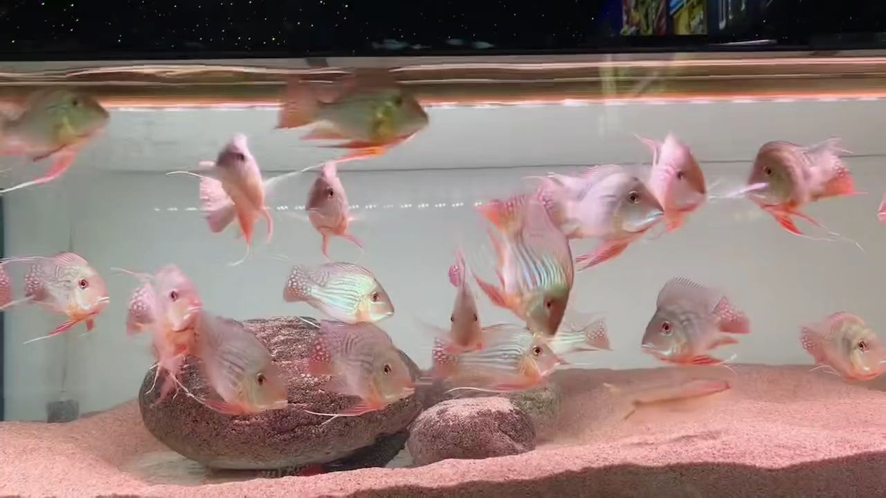 帶芯片證書的元寶鳳凰魚：元寶鳳凰魚、科技應(yīng)用、基因信息追蹤、養(yǎng)殖效率、科學(xué)研究