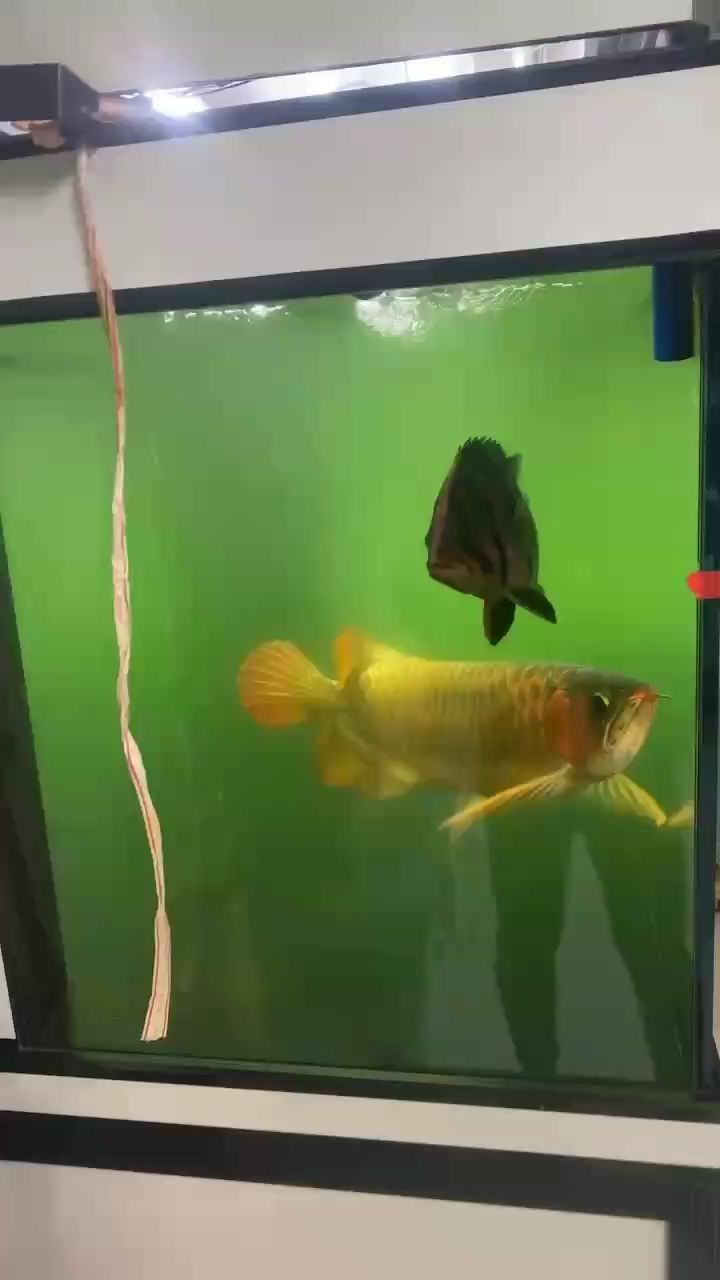 突然就一缸綠水了