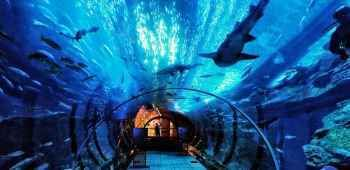 青島水族館門票價格：青島水族館特色展覽介紹青島水族館門票價格詳細信息