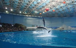 青島水族館門票價格：青島水族館特色展覽介紹青島水族館門票價格詳細信息