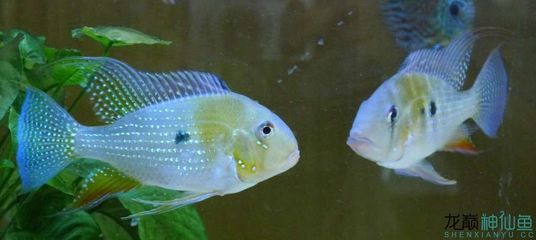 老魚匠智系列加熱棒出現er是什么意思 老魚匠智系列加熱棒出現er是什么意思 老魚匠 第1張