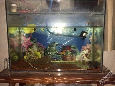 80魚缸可以養幾條泰獅魚：80魚缸養泰獅魚的魚缸養多少條魚缸養多少條合適