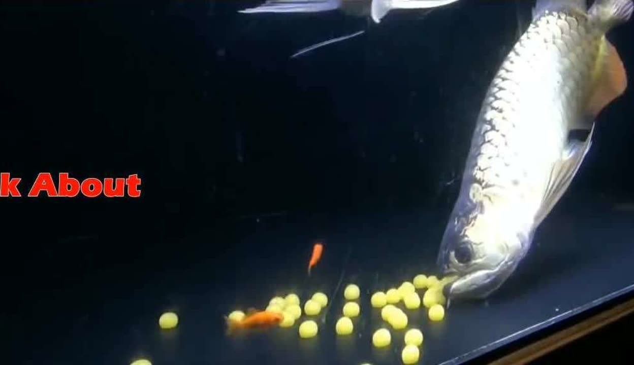 龍魚繁殖過程