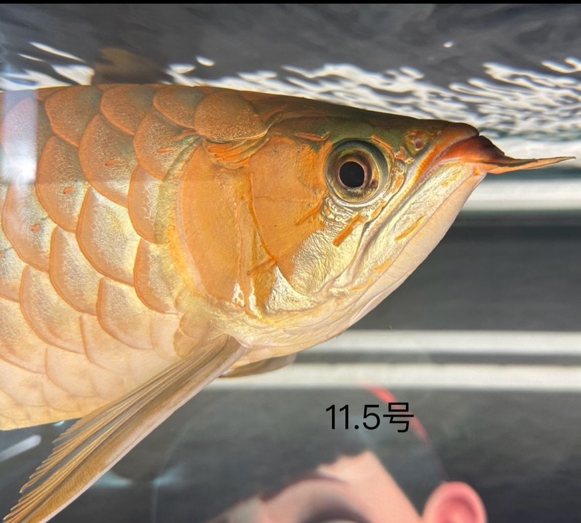 粉刷匠 龍魚論壇 第1張 粉刷匠 粉刷匠 龍魚論壇 第1張