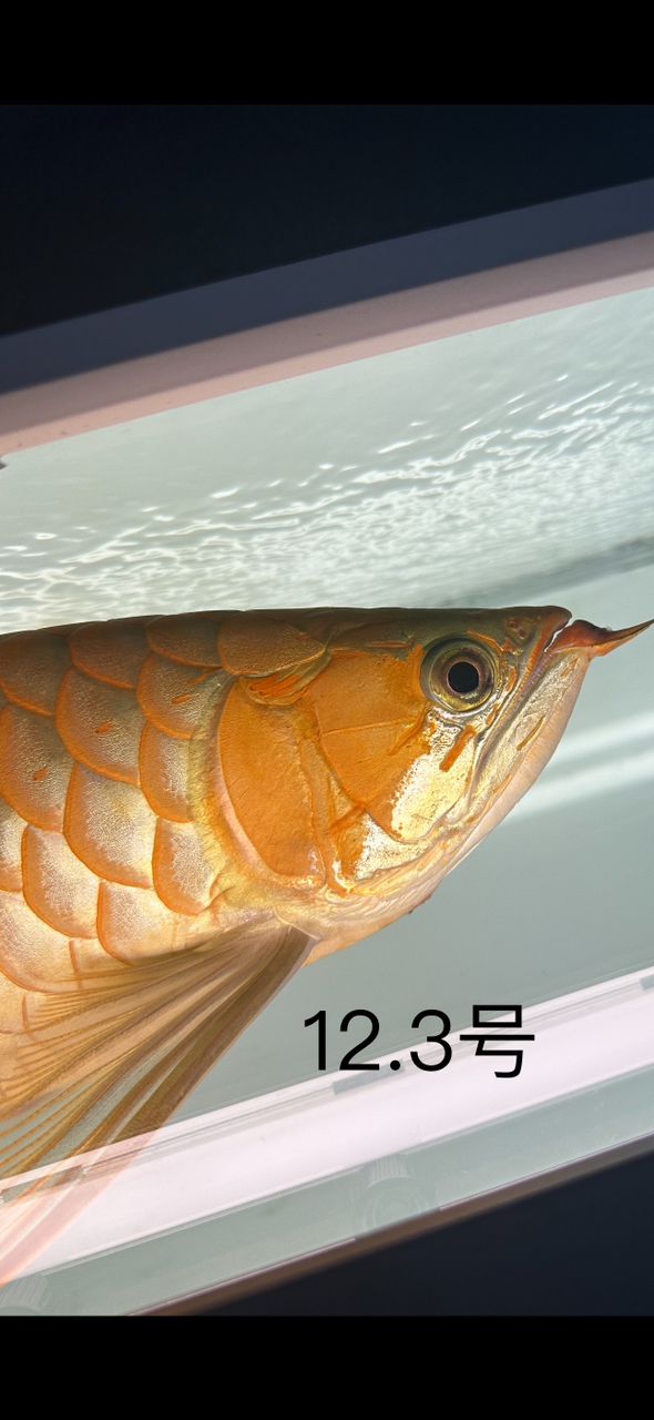 粉刷匠 龍魚論壇 第3張 粉刷匠 粉刷匠 龍魚論壇 第3張