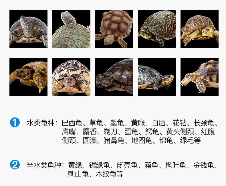 豬鼻龜品相怎么看圖解：如何挑選豬鼻龜
