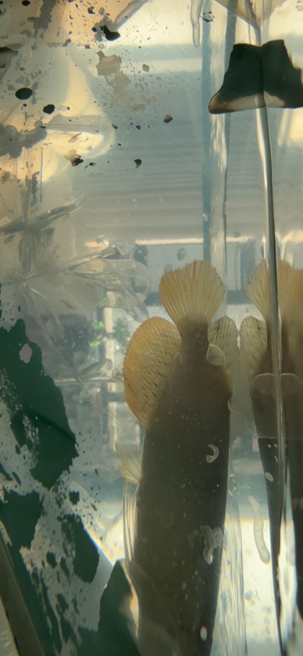 求各位大佬幫忙辨別下是什么龍魚